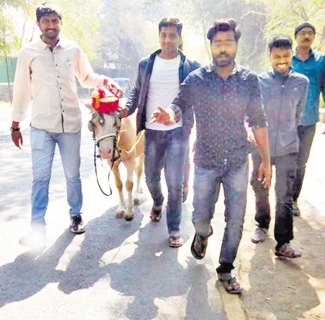Representatives of NSUI and NCP youth wings placed a Puneri pagdi on the head of a donkey and brought it to the SPPU campus on Friday to protest against including Puneri pagdi as the ceremonial dress code at convocation events. (HT Photo ) Representatives of NSUI and NCP youth wings placed a Puneri pagdi on the head of a donkey and brought it to the SPPU campus on Friday to protest against including Puneri pagdi as the ceremonial dress code at convocation events. (HT Photo )