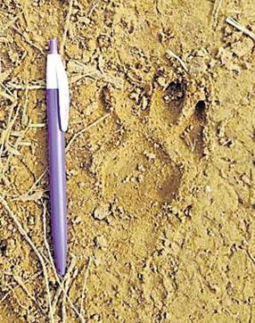 A forest department official confirmed that the pug marks were of a young leopard that was about 2-3 years old. (HT Photo ) A forest department official confirmed that the pug marks were of a young leopard that was about 2-3 years old. (HT Photo )