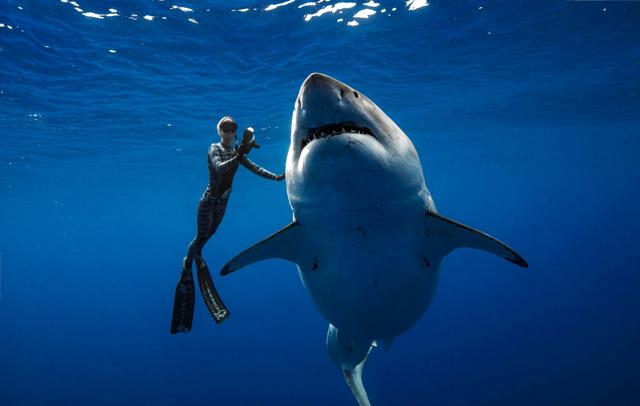 “She was just this big beautiful gentle giant wanting to use our boat as a scratching post,” said diver Ocean Ramsey. (oneoceandiving.com via Reuters ) “She was just this big beautiful gentle giant wanting to use our boat as a scratching post,” said diver Ocean Ramsey. (oneoceandiving.com via Reuters )
