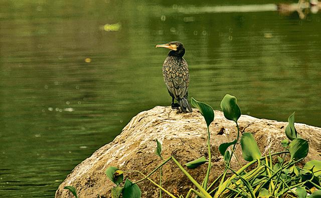 Great Cormorant seen at the sanctuary (HT/PHOTO) Great Cormorant seen at the sanctuary (HT/PHOTO)