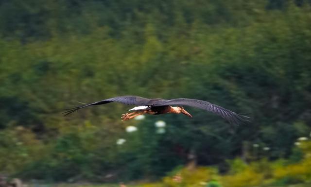 ‘Vulnerable’ Wolly-necked stork seen at the sanctuary. (HT/PHOTO) ‘Vulnerable’ Wolly-necked stork seen at the sanctuary. (HT/PHOTO)
