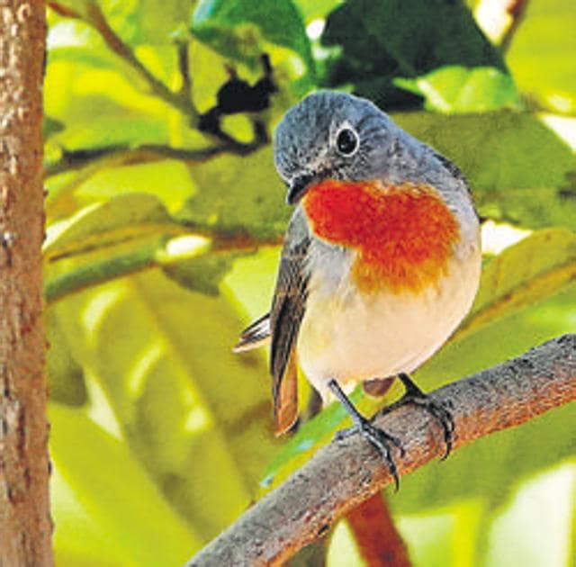 A red-breasted Flycatcher seen at the sanctuary. (HT/PHOTO) A red-breasted Flycatcher seen at the sanctuary. (HT/PHOTO)