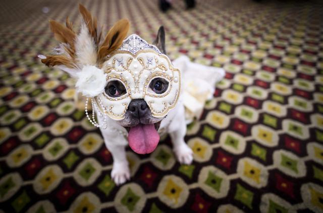 TOPSHOT - A dog dressed up for a show sits backstage at the 16th annual New York Pet Fashion Show on February 7, 2019 in New York City. (Photo by Johannes EISELE / AFP) (AFP) TOPSHOT - A dog dressed up for a show sits backstage at the 16th annual New York Pet Fashion Show on February 7, 2019 in New York City. (Photo by Johannes EISELE / AFP) (AFP)