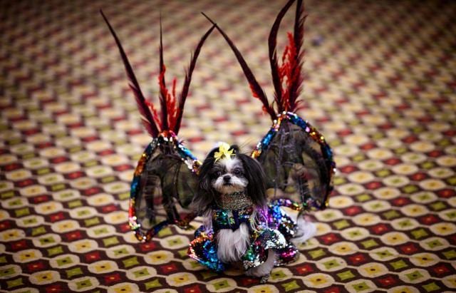 A dog, dressed up for a show, sits backstage at the 16th annual New York Pet Fashion Show on February 7, 2019 in New York City. (Photo by Johannes EISELE / AFP) (AFP) A dog, dressed up for a show, sits backstage at the 16th annual New York Pet Fashion Show on February 7, 2019 in New York City. (Photo by Johannes EISELE / AFP) (AFP)