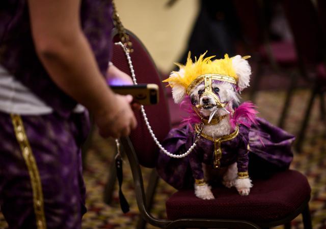 An owner holds his dog, dressed up for a show, backstage at the 16th annual New York Pet Fashion Show on February 7, 2019 in New York City. (Photo by Johannes EISELE / AFP) (AFP) An owner holds his dog, dressed up for a show, backstage at the 16th annual New York Pet Fashion Show on February 7, 2019 in New York City. (Photo by Johannes EISELE / AFP) (AFP)