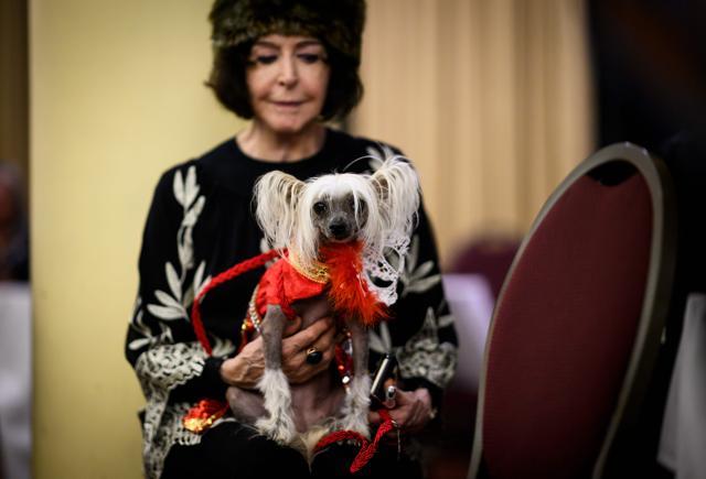 An owner holds her dog, dressed up for a show, backstage at the 16th annual New York Pet Fashion Show on February 7, 2019 in New York City. (Photo by Johannes EISELE / AFP) (AFP) An owner holds her dog, dressed up for a show, backstage at the 16th annual New York Pet Fashion Show on February 7, 2019 in New York City. (Photo by Johannes EISELE / AFP) (AFP)