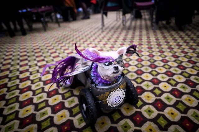 A dog, dressed up for a show, sits backstage at the 16th annual New York Pet Fashion Show on February 7, 2019 in New York City. (Photo by Johannes EISELE / AFP) (AFP) A dog, dressed up for a show, sits backstage at the 16th annual New York Pet Fashion Show on February 7, 2019 in New York City. (Photo by Johannes EISELE / AFP) (AFP)