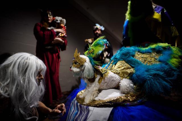 A dog, dressed up for a show, sits backstage at the 16th annual New York Pet Fashion Show on February 7, 2019 in New York City. (Photo by Johannes EISELE / AFP) (AFP) A dog, dressed up for a show, sits backstage at the 16th annual New York Pet Fashion Show on February 7, 2019 in New York City. (Photo by Johannes EISELE / AFP) (AFP)