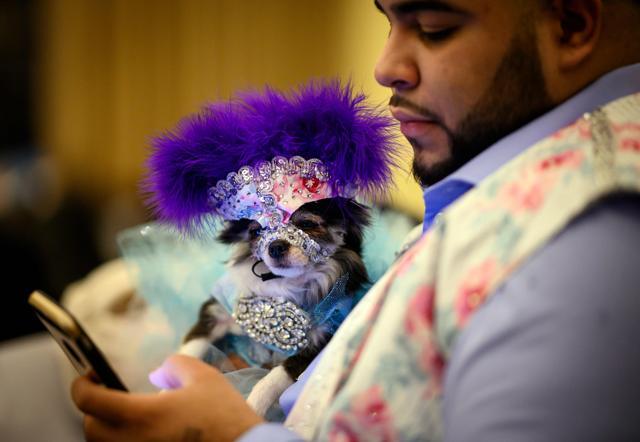 An owner holds his dog, dressed up for a show, backstage at the 16th annual New York Pet Fashion Show on February 7, 2019 in New York City. (Photo by Johannes EISELE / AFP) (AFP) An owner holds his dog, dressed up for a show, backstage at the 16th annual New York Pet Fashion Show on February 7, 2019 in New York City. (Photo by Johannes EISELE / AFP) (AFP)