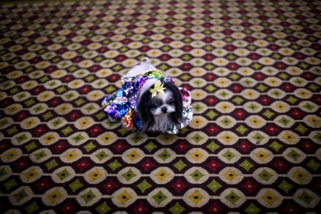 A dog, dressed up for a show, sits backstage at the 16th annual New York Pet Fashion Show on February 7, 2019 in New York City. (Photo by Johannes EISELE / AFP) (AFP) A dog, dressed up for a show, sits backstage at the 16th annual New York Pet Fashion Show on February 7, 2019 in New York City. (Photo by Johannes EISELE / AFP) (AFP)