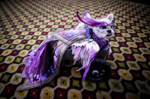 A dog, dressed up for a show, sits backstage at the 16th annual New York Pet Fashion Show on February 7, 2019 in New York City. (Photo by Johannes EISELE / AFP) (AFP) A dog, dressed up for a show, sits backstage at the 16th annual New York Pet Fashion Show on February 7, 2019 in New York City. (Photo by Johannes EISELE / AFP) (AFP)