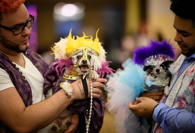 Two owners hold their dogs, dressed up for a show, backstage at the 16th annual New York Pet Fashion Show on February 7, 2019 in New York City. (Photo by Johannes EISELE / AFP) (AFP) Two owners hold their dogs, dressed up for a show, backstage at the 16th annual New York Pet Fashion Show on February 7, 2019 in New York City. (Photo by Johannes EISELE / AFP) (AFP)
