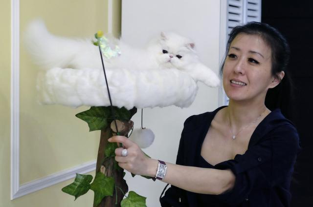 Taiwanese cat breeder Chang Chin-yi plays with one of the many Persian cats she owns. (AFP) Taiwanese cat breeder Chang Chin-yi plays with one of the many Persian cats she owns. (AFP)