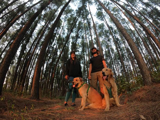 Frodo and Cruise pose with their human parents Jena and Taj in a pine forest at Daringbadi, Odisha.