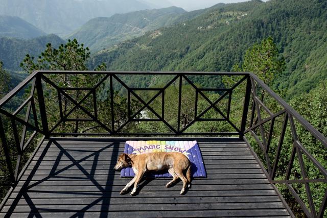 Tigress resting on her mat during one of her travel escapades in the hills. Tigress resting on her mat during one of her travel escapades in the hills.