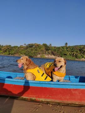 Frodo and Cruise, who are ace swimmers, own a pair of life jackets. “They wear them during kayaking and boating,” says Priyanka Jena. Frodo and Cruise, who are ace swimmers, own a pair of life jackets. “They wear them during kayaking and boating,” says Priyanka Jena.