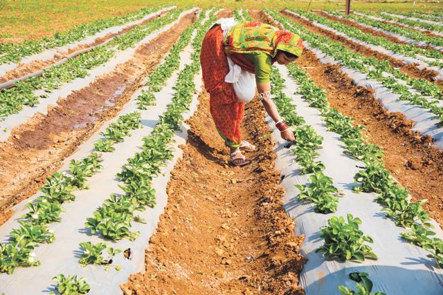 Mahabaleshwar has been the centre of India’s strawberry cultivation (Shutterstock)