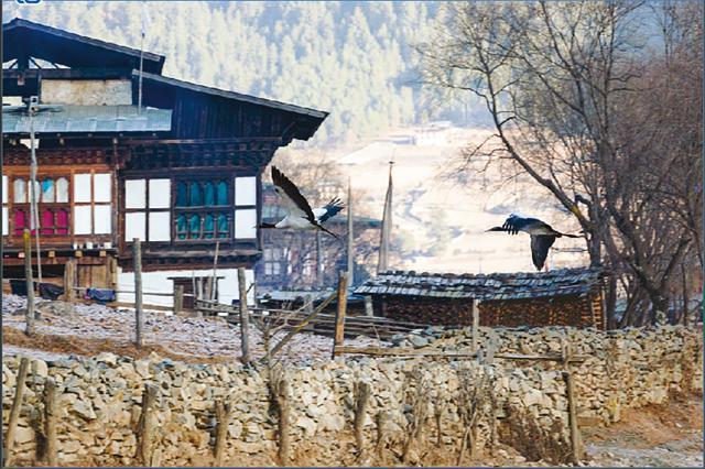 The black-necked cranes in Phobjikha Valley are not to be missed The black-necked cranes in Phobjikha Valley are not to be missed