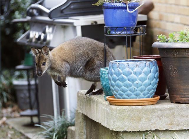 The wallaby is native to Australia and New Guinea and part of the same family as kangaroos. (AP) The wallaby is native to Australia and New Guinea and part of the same family as kangaroos. (AP)