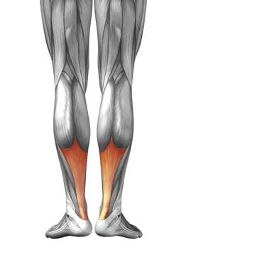 The Achilles tendon is the largest tendon in the body and connects the calf to the heel (Shutterstock)