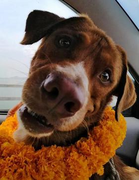 Boonrod is currently recovering in Songkhla province under the care of a vet. (AFP PHOTO / WATCHDOG THAILAND) Boonrod is currently recovering in Songkhla province under the care of a vet. (AFP PHOTO / WATCHDOG THAILAND)