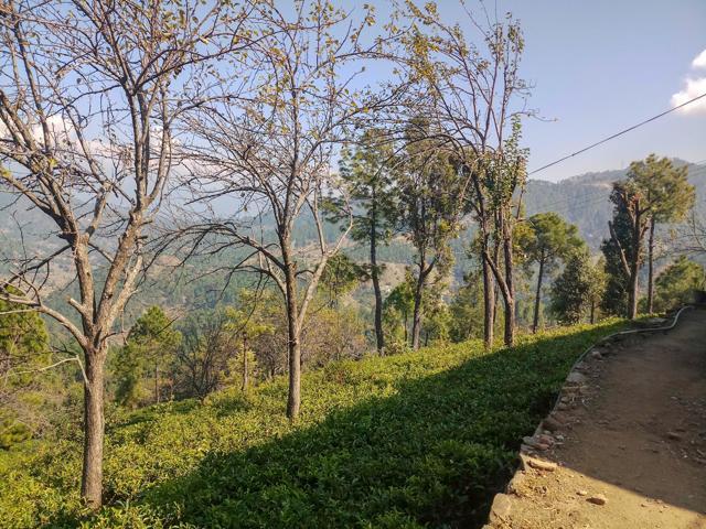 The tea gardens that Kausani is famous for. Either walk 5 kilometres from the town centre or take a shared cab. (Photo: Prannay Pathak/HT) The tea gardens that Kausani is famous for. Either walk 5 kilometres from the town centre or take a shared cab. (Photo: Prannay Pathak/HT)