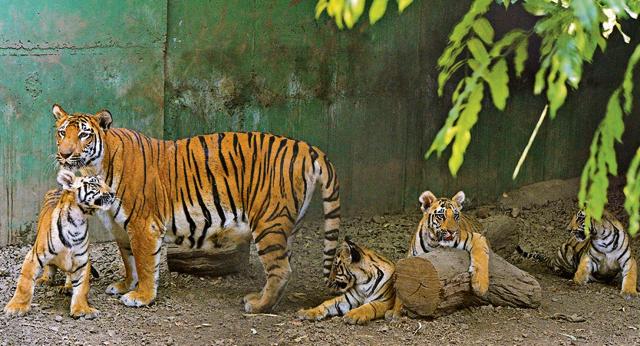 The Royal Bengal tiger cubs Akash, Sarthak, Guru and Purnima, have been born to nine-year-old tigress Riddhi in October 2018, and will soon make their first public appearance. (Pratham Gokhale/HT Photo) The Royal Bengal tiger cubs Akash, Sarthak, Guru and Purnima, have been born to nine-year-old tigress Riddhi in October 2018, and will soon make their first public appearance. (Pratham Gokhale/HT Photo)