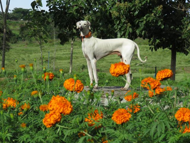 how do you groom mudhol hound