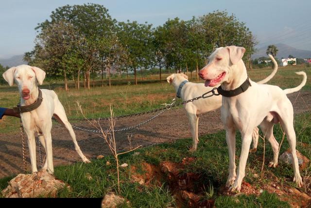 Meet the desi doggos finding favour, and homes across the country