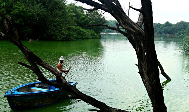 The Hauz Khas lake’s chartreuse shades are always a sight (Jasjeet Plaha/HT) The Hauz Khas lake’s chartreuse shades are always a sight (Jasjeet Plaha/HT)