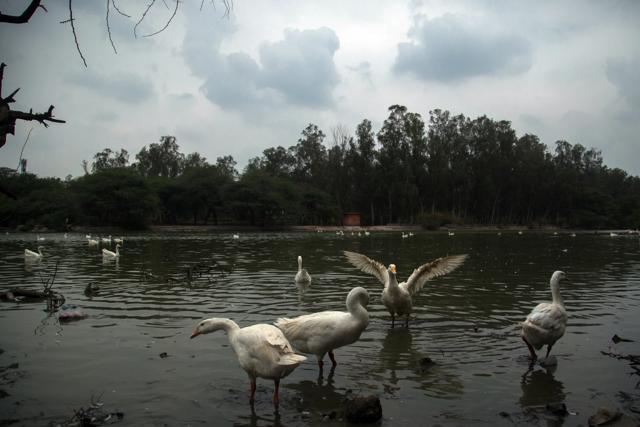 Check out Sanjay Lake for a day out with the geese (Jasjeet Plaha/HT) Check out Sanjay Lake for a day out with the geese (Jasjeet Plaha/HT)