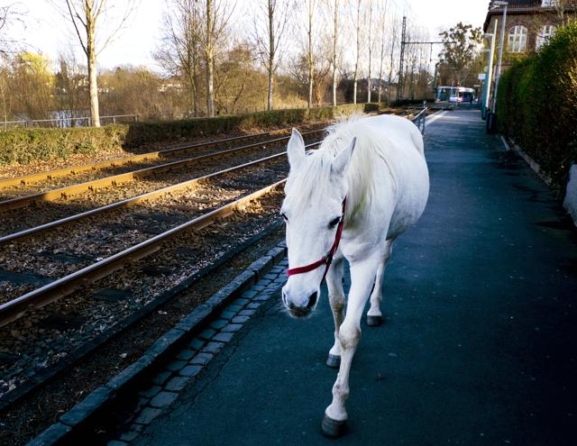 22-year-old Arabian mare Jenny walks home from her daily tour in the surroundings of Frankfurt, Germany. Jenny's owner opens the stable door for the horse every morning and the animal decides for itself where she wants to spend the day. (AP Photo/Michael Probst)