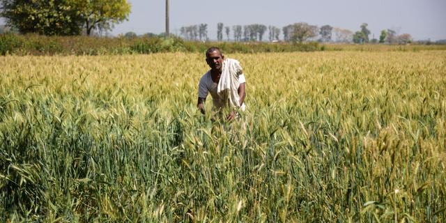 Rajkumar, father of the slain CRPF jawan Mahesh Kumar , working in his fields. (Sheraj Rizvi/HT Photo) Rajkumar, father of the slain CRPF jawan Mahesh Kumar , working in his fields. (Sheraj Rizvi/HT Photo)
