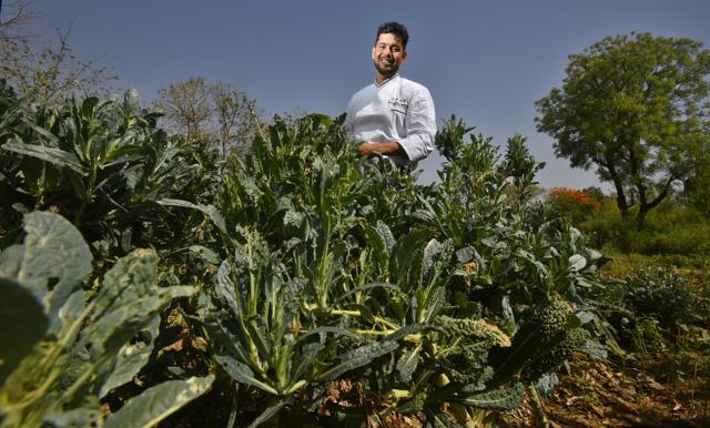 Chef Lokesh Swami, corporate chef, Caara, picking his choice of vegetables at the Chemon Estate farm, Delhi. (Raj K Raj/HT PHOTO) Chef Lokesh Swami, corporate chef, Caara, picking his choice of vegetables at the Chemon Estate farm, Delhi. (Raj K Raj/HT PHOTO)