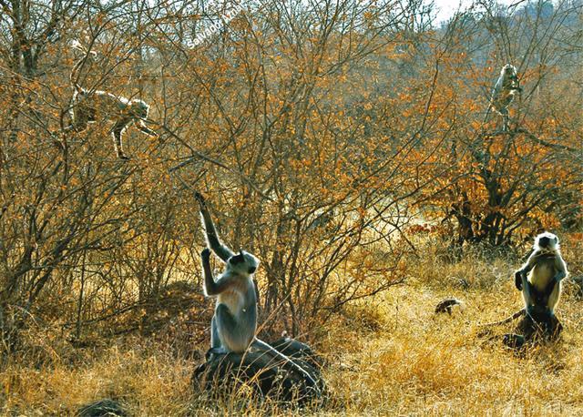 Monkeys often serve as the broadcasting network of the jungle (Isheta Salgaocar) Monkeys often serve as the broadcasting network of the jungle (Isheta Salgaocar)