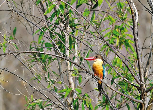 Different species of birds are a regular sight in Ranthambore 