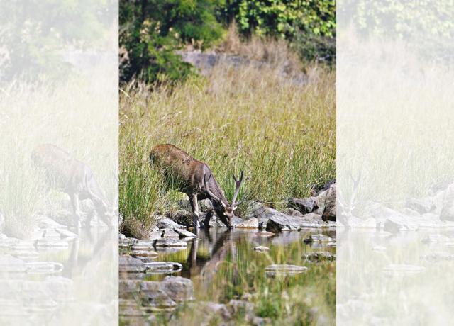 Witnessing the deers and hearing their alarm calls is a spiritual experience (Isheta Salgaocar) Witnessing the deers and hearing their alarm calls is a spiritual experience (Isheta Salgaocar)