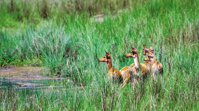 Herds of deer are a regular sight in Ranthambore (Shutterstock) Herds of deer are a regular sight in Ranthambore (Shutterstock)