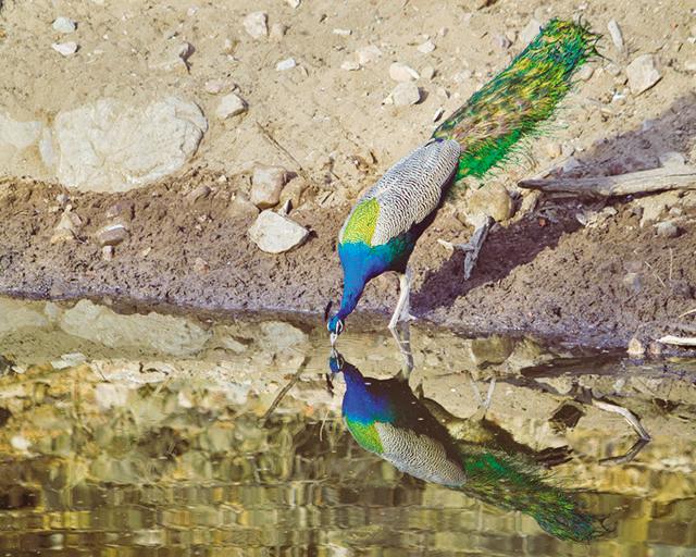 Peacocks are a common sight in the historical park (Shutterstock) Peacocks are a common sight in the historical park (Shutterstock)