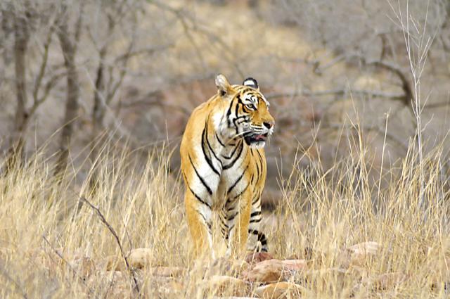 The legendary Machhli, the Queen of Ranthambore (Shutterstock) The legendary Machhli, the Queen of Ranthambore (Shutterstock)