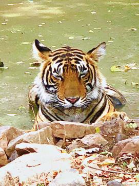 A tiger spotted recently at a safari A tiger spotted recently at a safari
