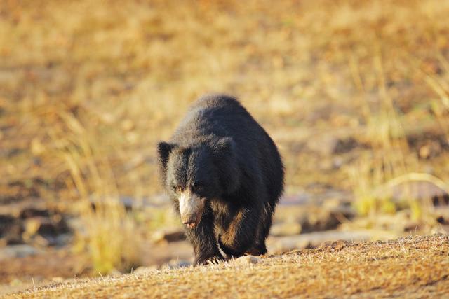 If you are really, really lucky, you might see a sloth bear (Shutterstock) If you are really, really lucky, you might see a sloth bear (Shutterstock)