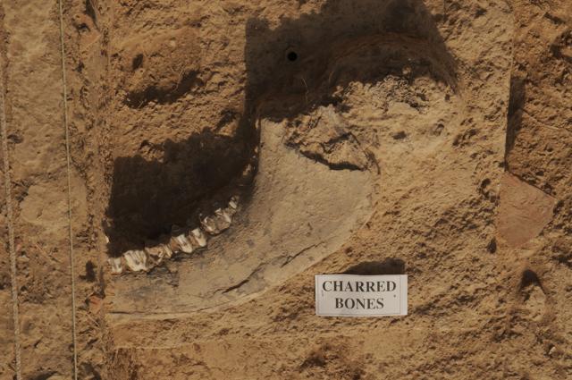 According to an expert, charred bones excavated at Kunal village suggest that the animal was burnt and roasted well for consumption. It also seems that after eating the flesh, the animal was burnt or thrown into the fire. (Parveen Kumar / HT Photo ) According to an expert, charred bones excavated at Kunal village suggest that the animal was burnt and roasted well for consumption. It also seems that after eating the flesh, the animal was burnt or thrown into the fire. (Parveen Kumar / HT Photo )