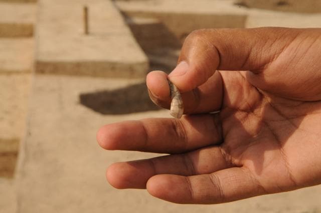 A tooth found during an excavation at a pre-Harappan site, at Kunal village. (Parveen Kumar / HT Photo ) A tooth found during an excavation at a pre-Harappan site, at Kunal village. (Parveen Kumar / HT Photo )