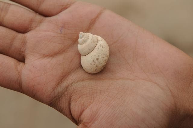 A shell found during an excavation at a pre-Harappan site, at Kunal village. (Parveen Kumar / HT Photo ) A shell found during an excavation at a pre-Harappan site, at Kunal village. (Parveen Kumar / HT Photo )
