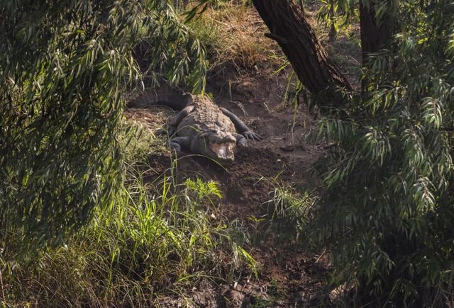 A crocodile spotted in the trees around the Bhilewadi ghat. Attacks take place between March and June every year, as it is the mating season and the crocodiles are protective about their habitat and lay eggs on the banks of the river. (Anshuman Poyrekar/HT Photo) A crocodile spotted in the trees around the Bhilewadi ghat. Attacks take place between March and June every year, as it is the mating season and the crocodiles are protective about their habitat and lay eggs on the banks of the river. (Anshuman Poyrekar/HT Photo)