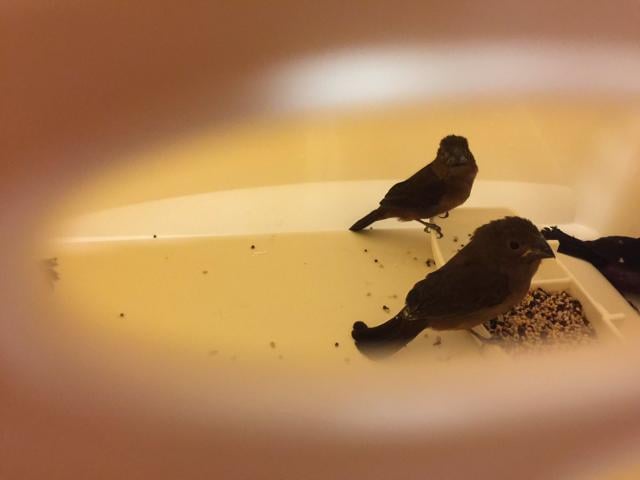 The smuggler planned to sell each bird for $3,000.