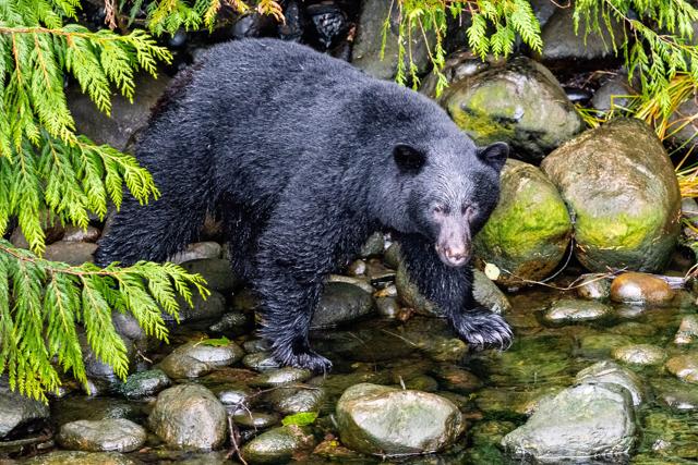 One of the runners noticed the bear running along the trail (representational image). One of the runners noticed the bear running along the trail (representational image).