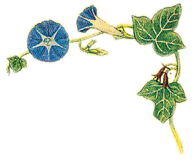 BLUE IPOMOEA
