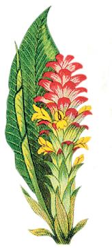 HILL TURMERIC